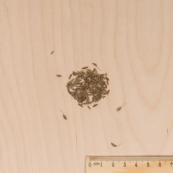 Aromatiques - Cumin des Prés - MEDIA_3D